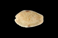 藏品(腰斑寶螺)的圖片